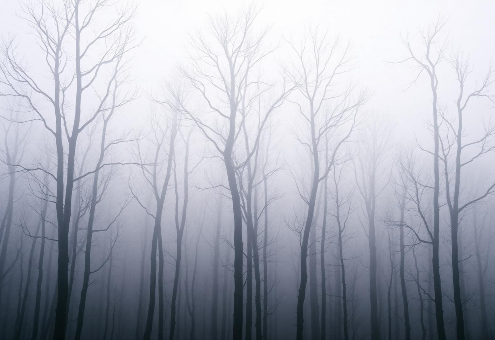 Trees in fog